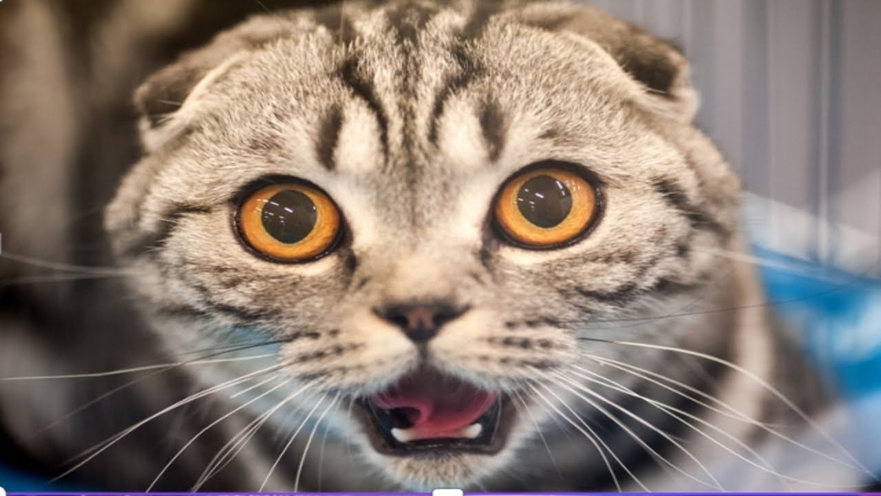 Hilarious animal reactions when see light for the first time ever | Cute Pets | funny pets