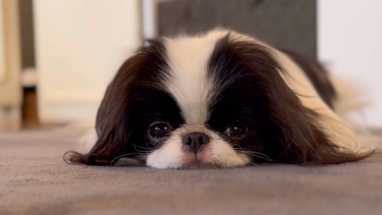 体調不良の飼い主にずっと寄り添ってくれた愛犬へ