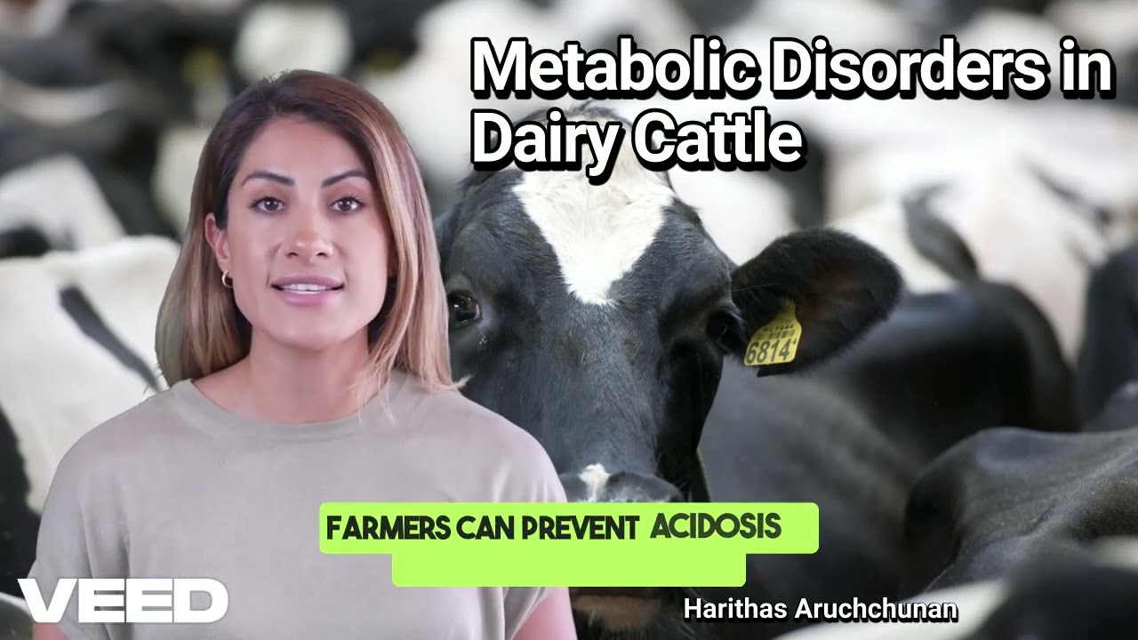 Metabolic Disorders in Dairy Cattle