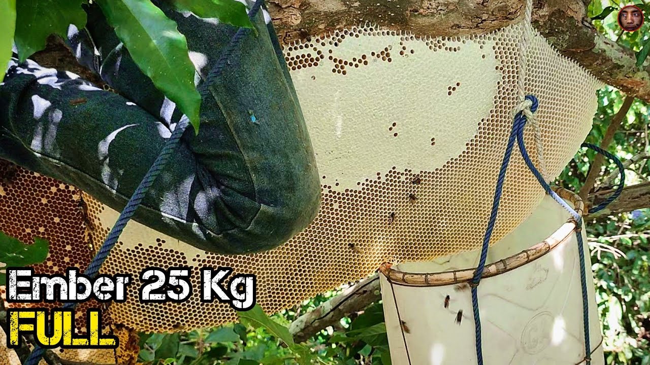 Panen Madu Hutan 25 KG Rekor 2022❗| Kantong Madu Hutan Terbesar❗