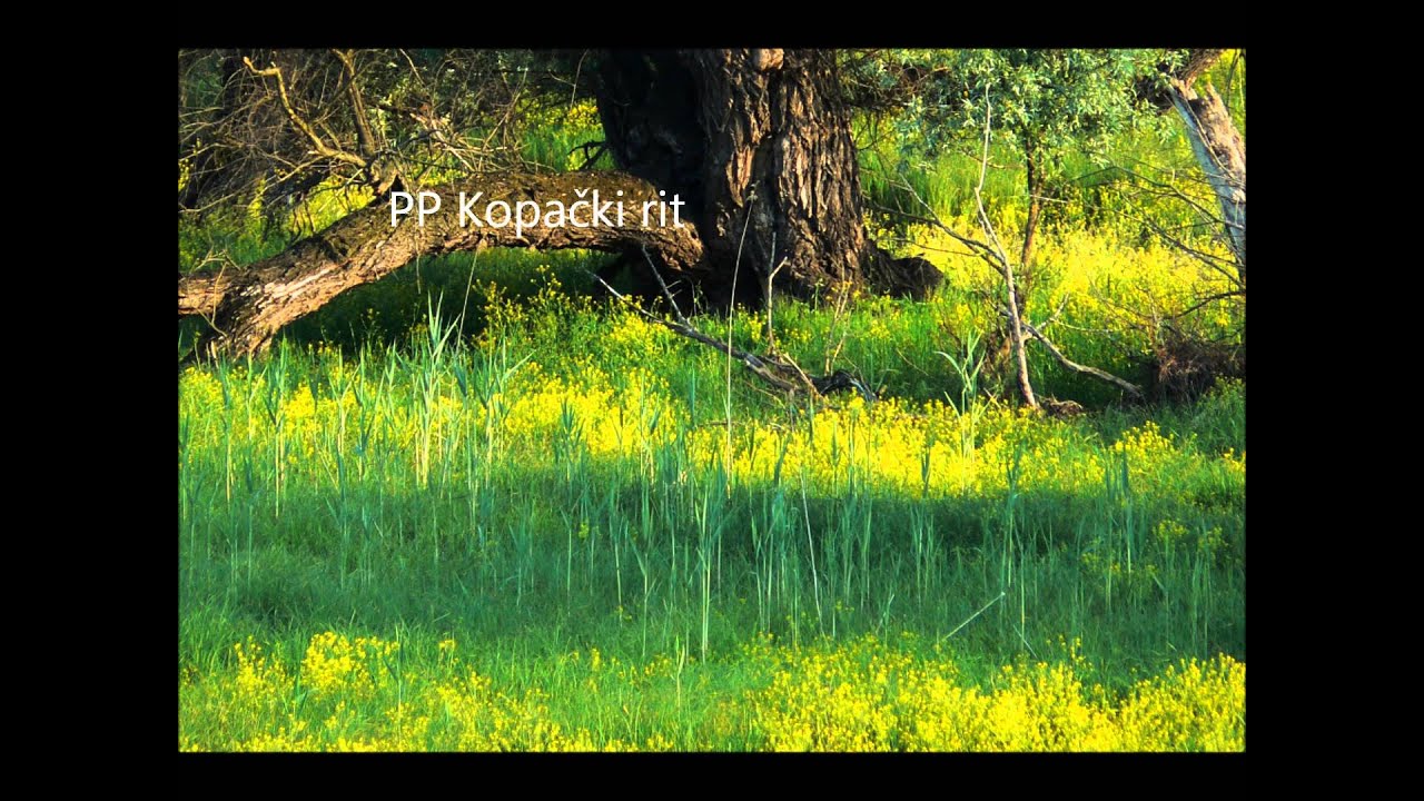 Hrvatska: Baranja