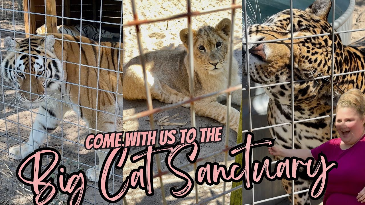 Visiting a Big Cat Sanctuary for Dom's Birthday | Lions and Bears and Tigers
