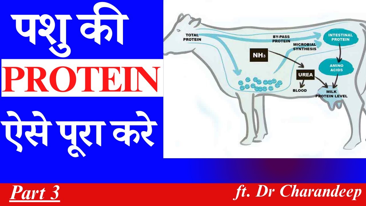 पशु की PROTEIN ऐसे पूरी करे | @drcharandeep