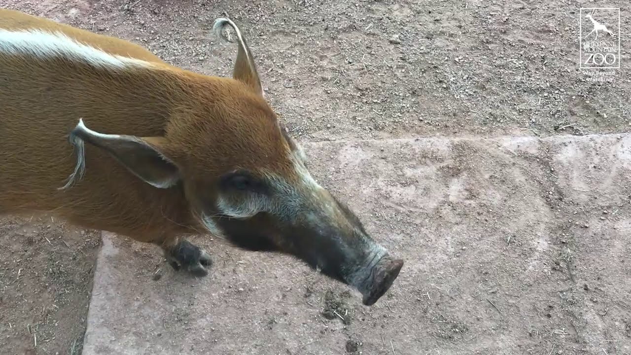 Red River Hogs, Huey and Zena, Make Progress on Breeding Recommendation