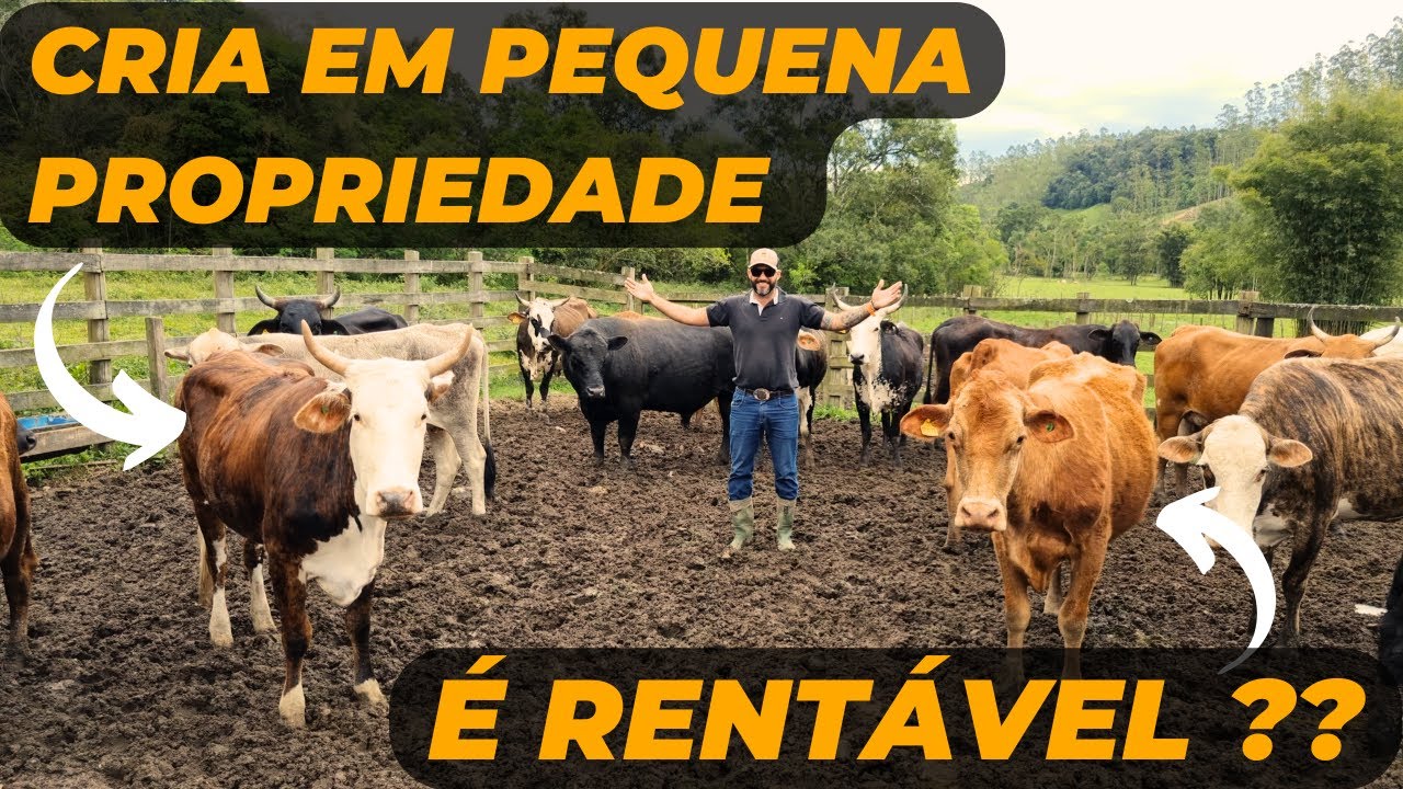CRIA em PEQUENA PROPRIEDADE, é RENTÁVEL ??
