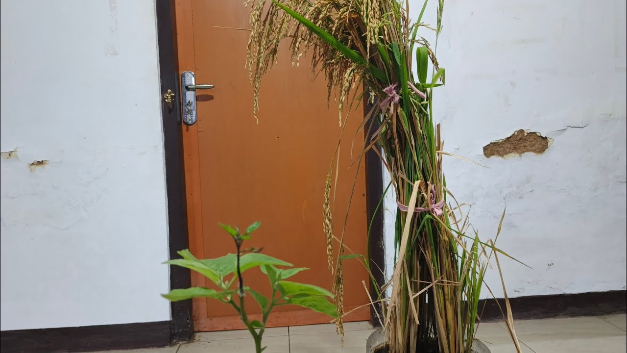 yu nanam padi di galon bekas