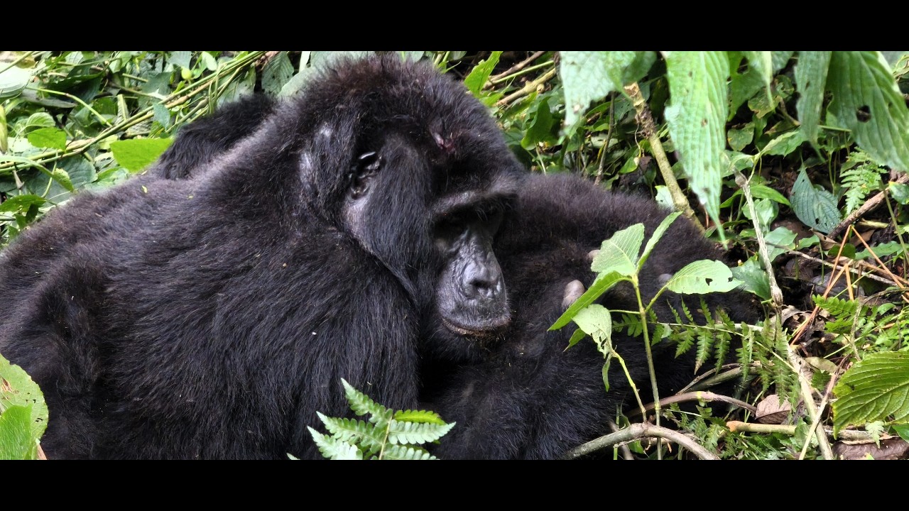 Uganda la terra dei gorilla (la partenza e l'arrivo)