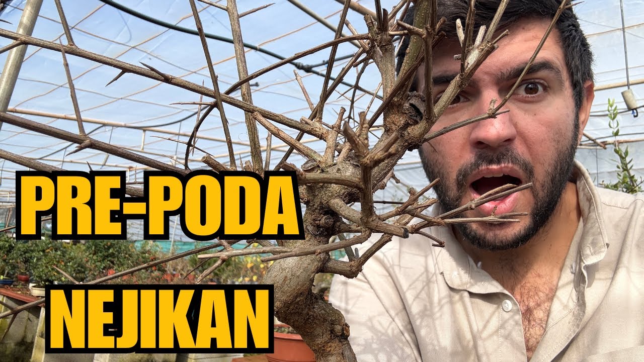 ¿Por qué hacer una Pre-poda en Nejikan?