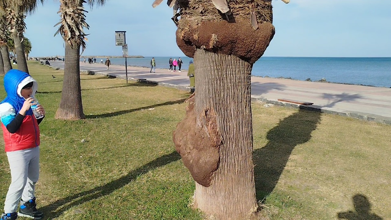 Is That A Pregnant Palm Tree? 🌴🤰