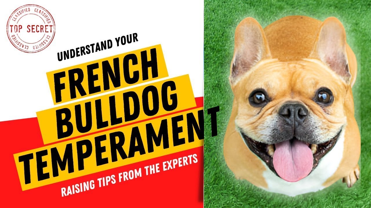 French Bulldog Temperament & Personality - How to raise a healthy French Bulldog