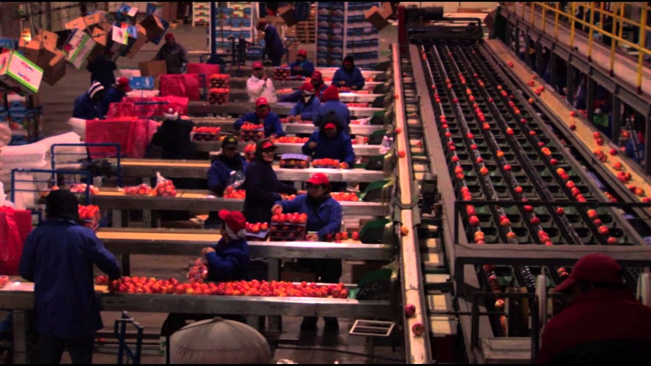 Los Frutos de la Fruta, Documental.