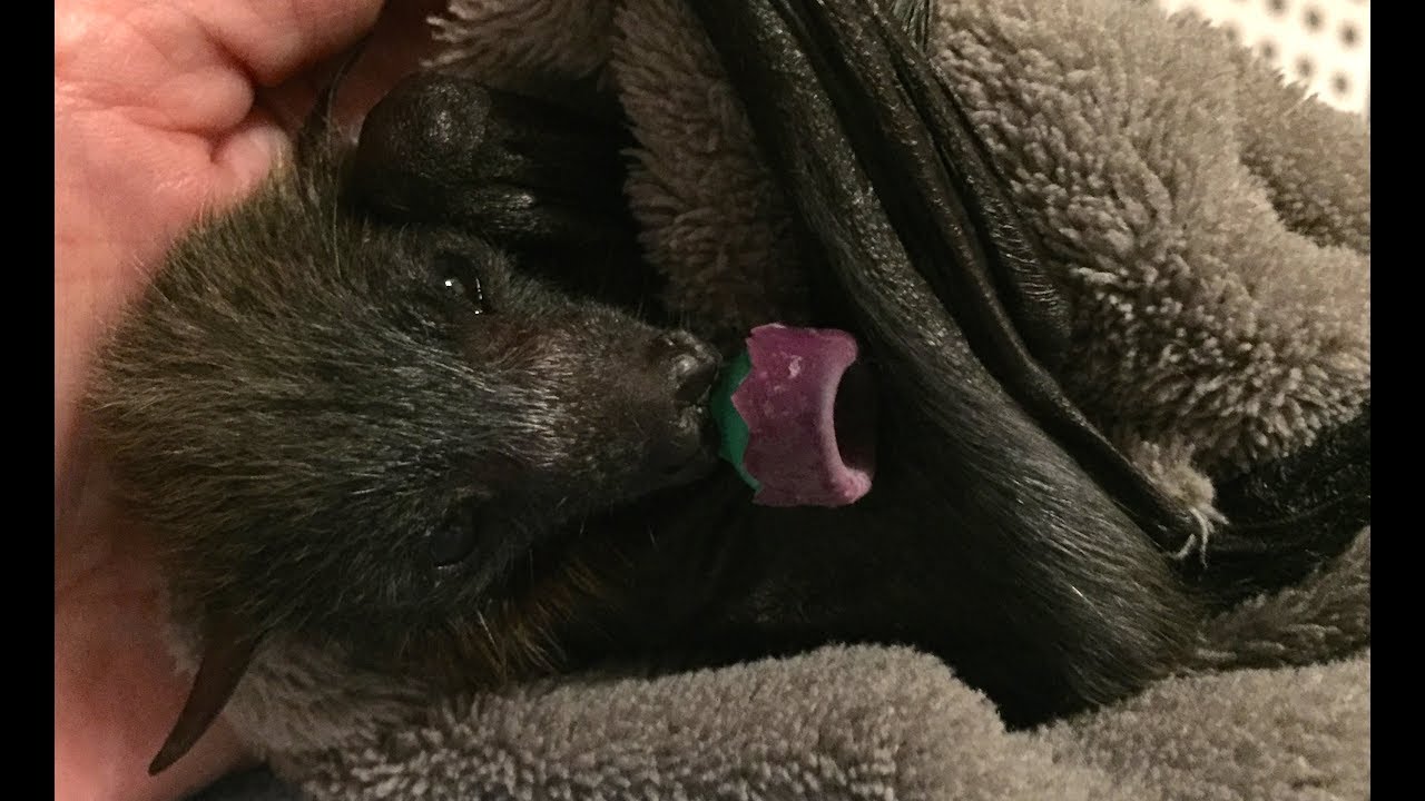 Halloween baby bat arrives:  this is Halloween