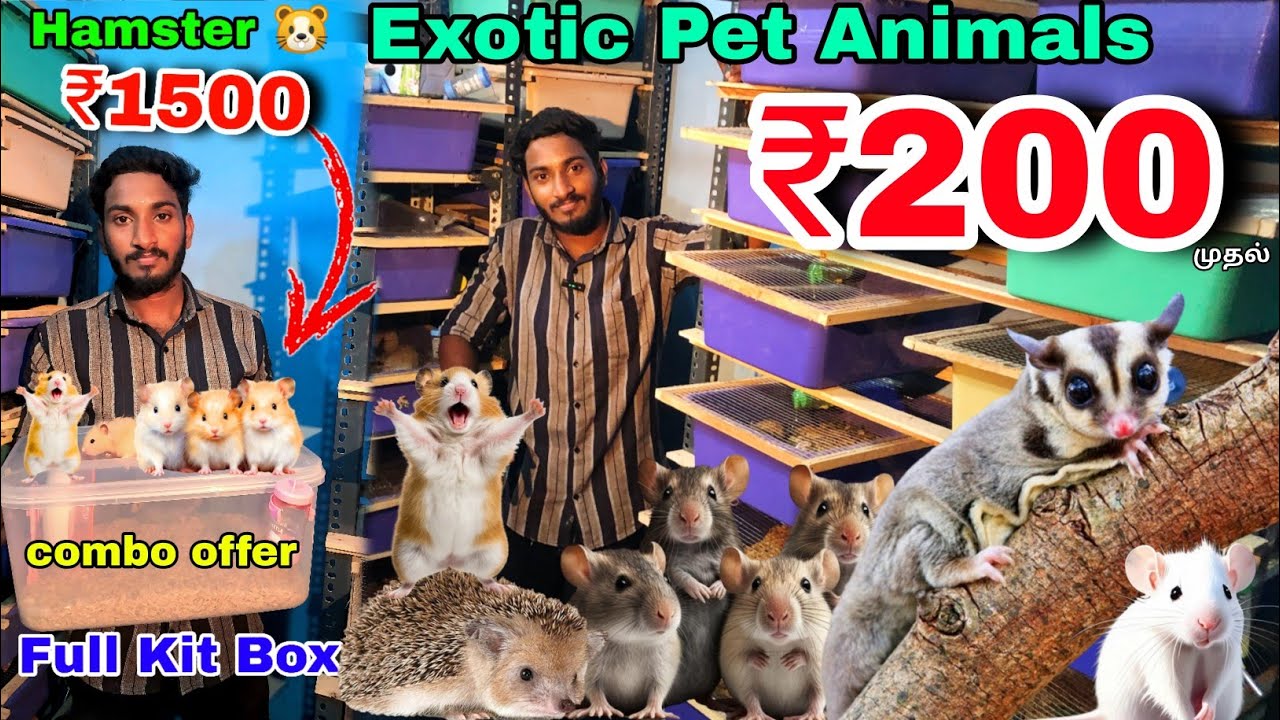 ₹200 ரூபாய் முதல் Exotic Pet Animals || HAMSTER & SUGAR GLIDER WHOLESALE & RETAIL FARM IN CHENNAI