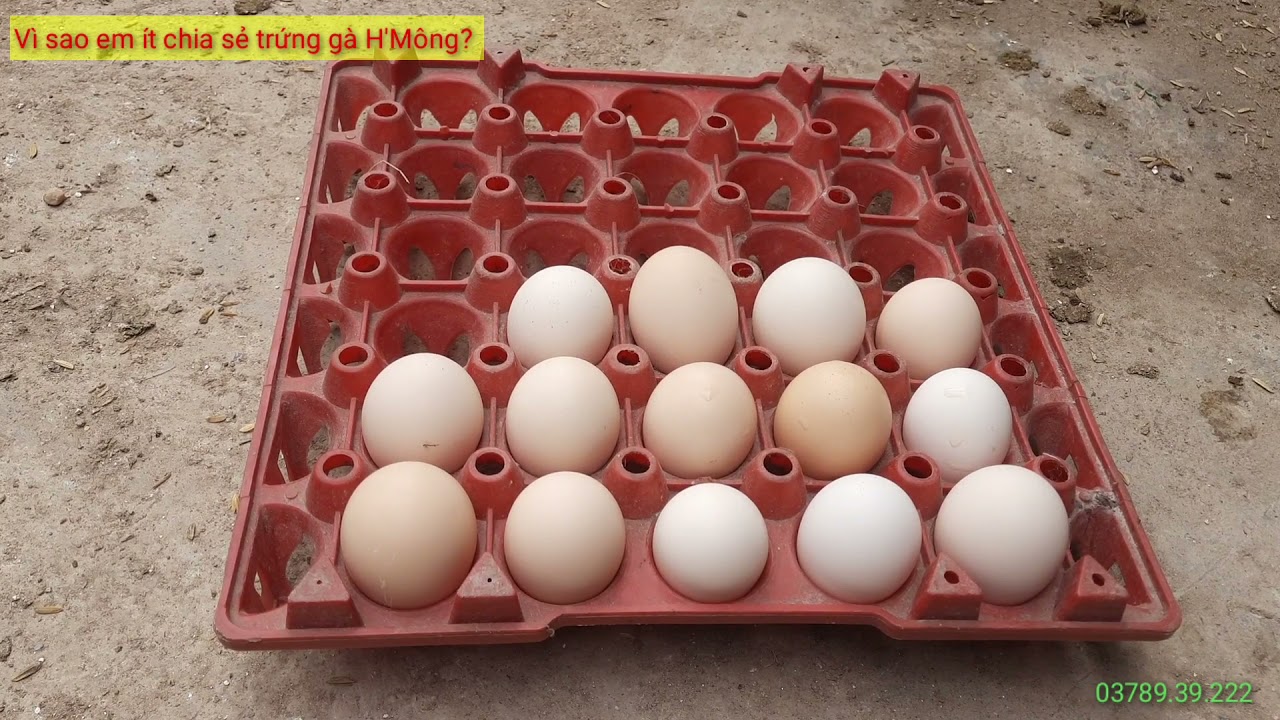 01. Nên mua trứng gà H'Mông về ấp hay mua gà con???