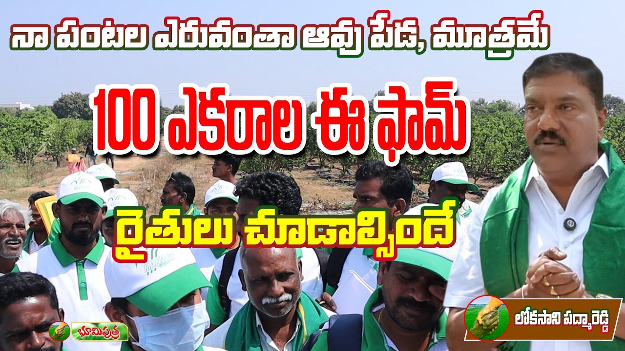 పంటల ఎరువంతా ఆవు పేడ, మూత్రమే | lokasani padma reddy farm tour | bhumiputhra telugu
