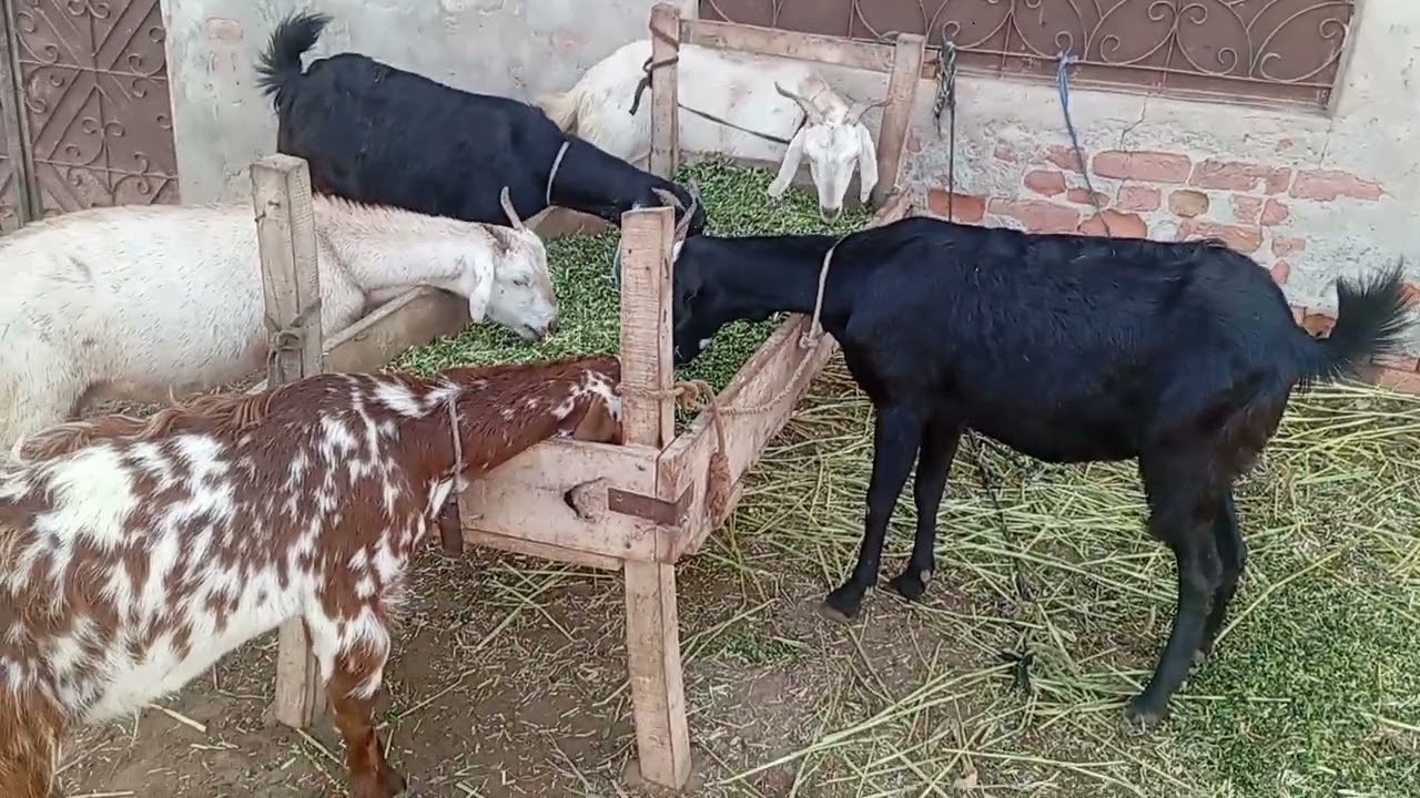 Zohan khan 🐐🐐🐐🐐♥️♥️♥️♥️