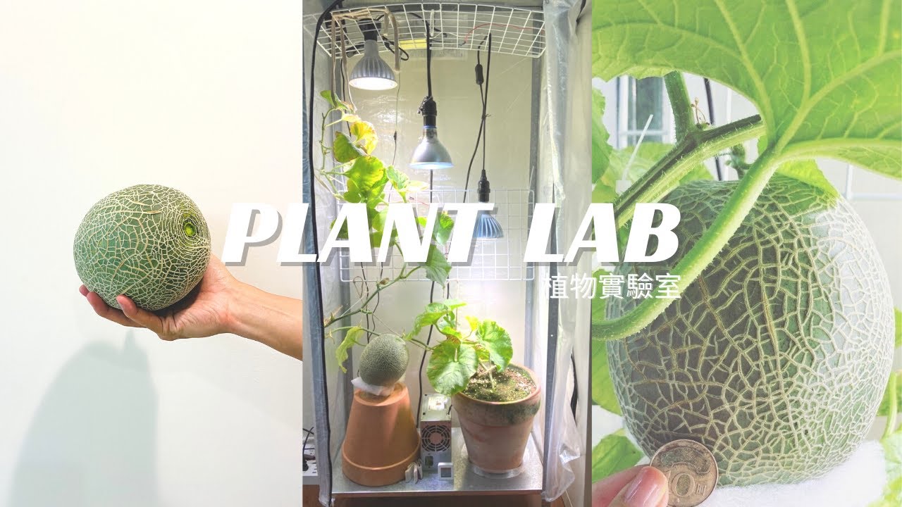 如何在房間裡種網紋哈密瓜？ | 120天網紋哈密瓜室內養成 | How to Grow a melon indoor ? in 120 Days -  Full Version