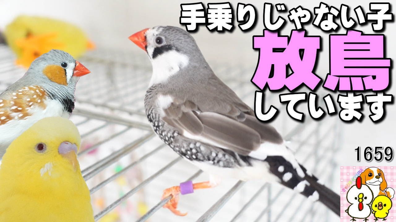 手乗りじゃない子も放鳥できました②キンカチョウ ゼブラ君編｜Zebra finch not attached to humans　#1659