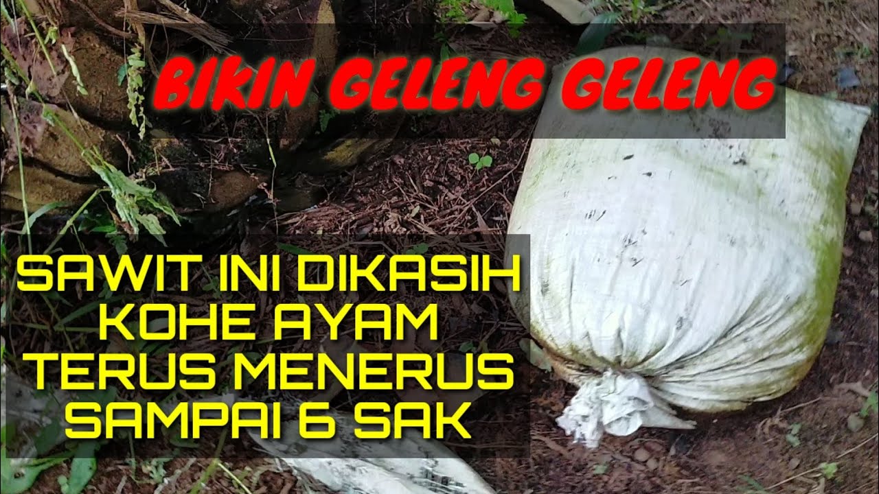 Performa sawit dipupuk kohe ayam 6 sak @kopiinspirasi8193