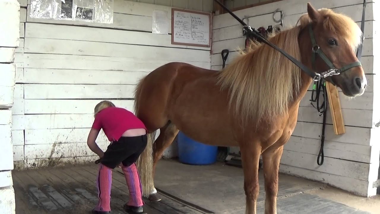 Lexie's life: At the barn, how to groom your pony