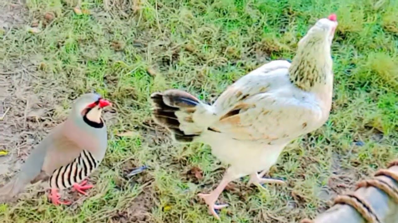 Top ten stock birds video #mostpopular  birds