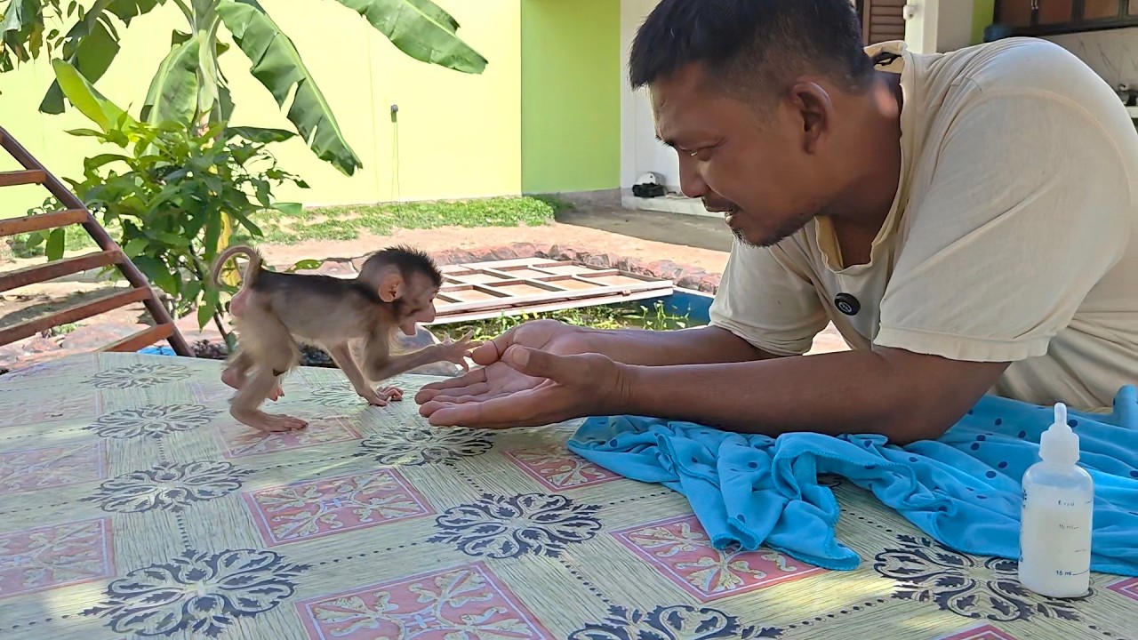 Oh so sweet 🥰😘 Missy's baby monkey came straight away when her name was called