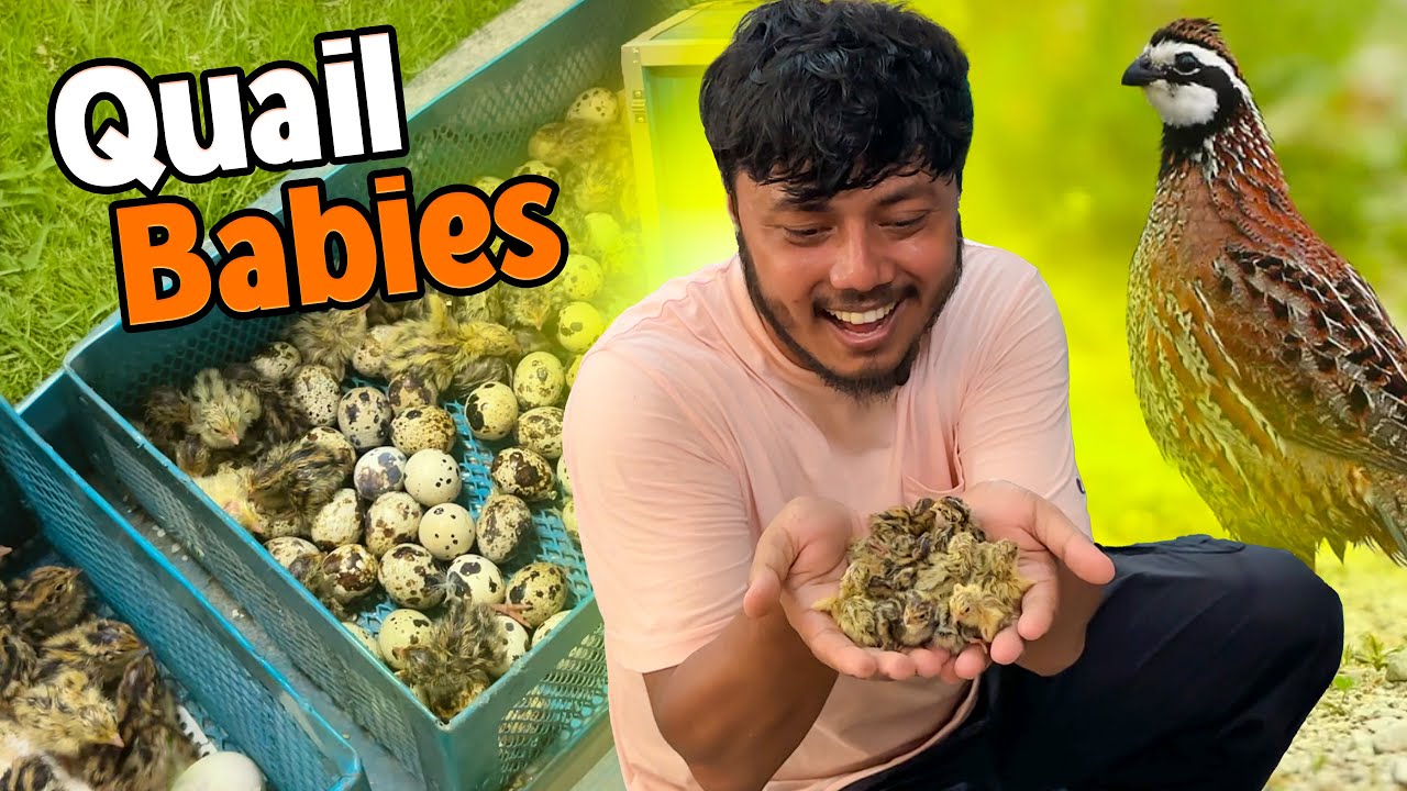 ১০০ কোয়েল পাখির বাচ্চা হয়েছে ইনকিউবেটরে