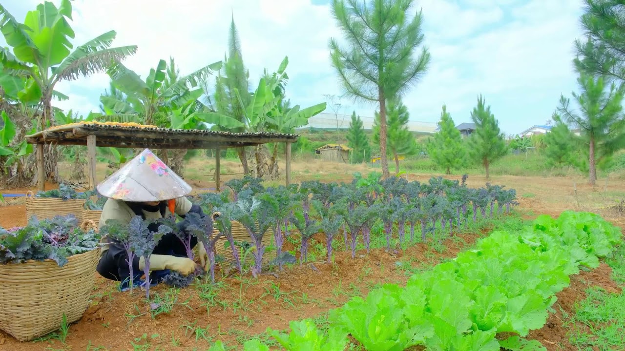 Harvest Purple Kale And Eggplants Goes To Market Sell– Peaceful Farm Life: Cooking, Gardening