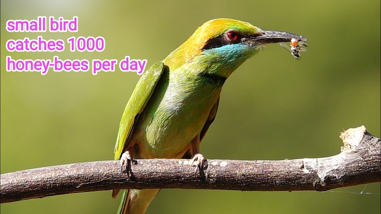 The Art of Catching Bees: Small Green Bee Eater in Action
