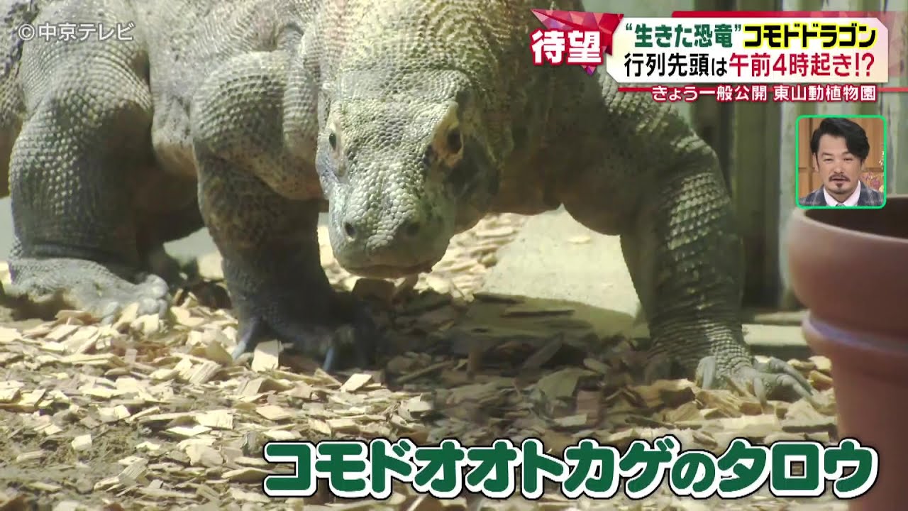 【“生きた恐竜”コモドドラゴン公開】行列先頭は午前４時起き!?大混雑でも｢２ショット撮りたい！｣
