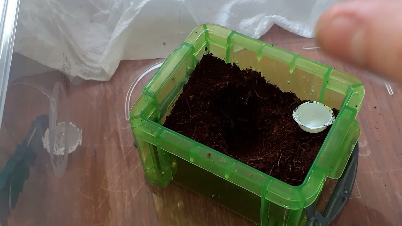 £10 mystery box from skinny legs tarantula (easter gift)