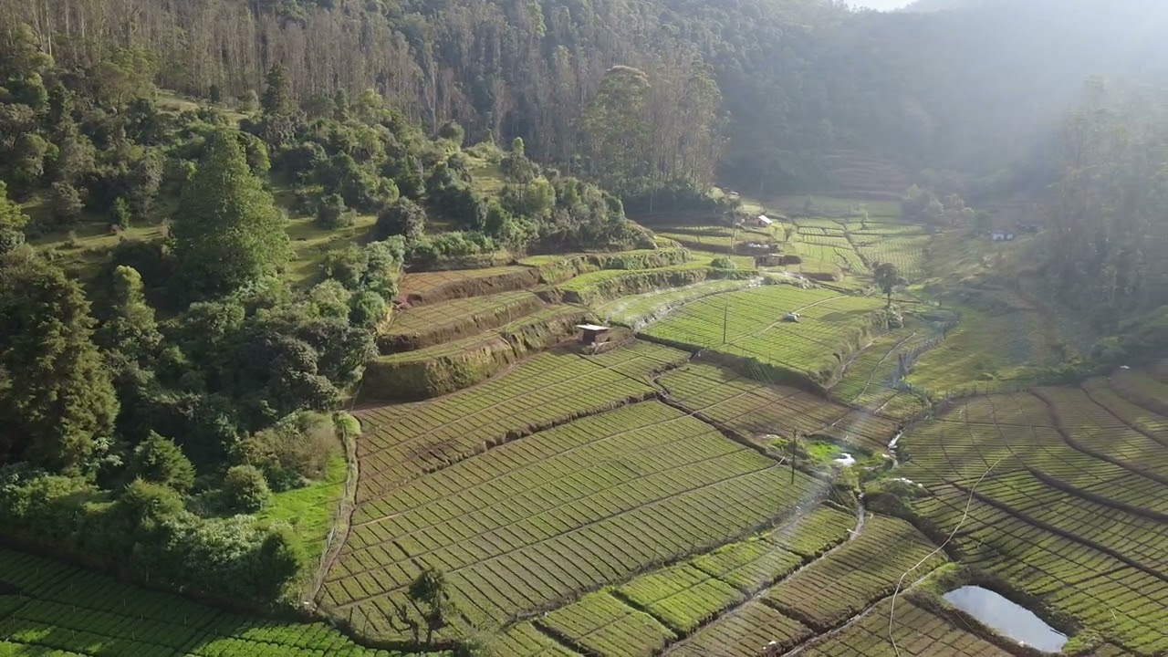 Ooty tea park 