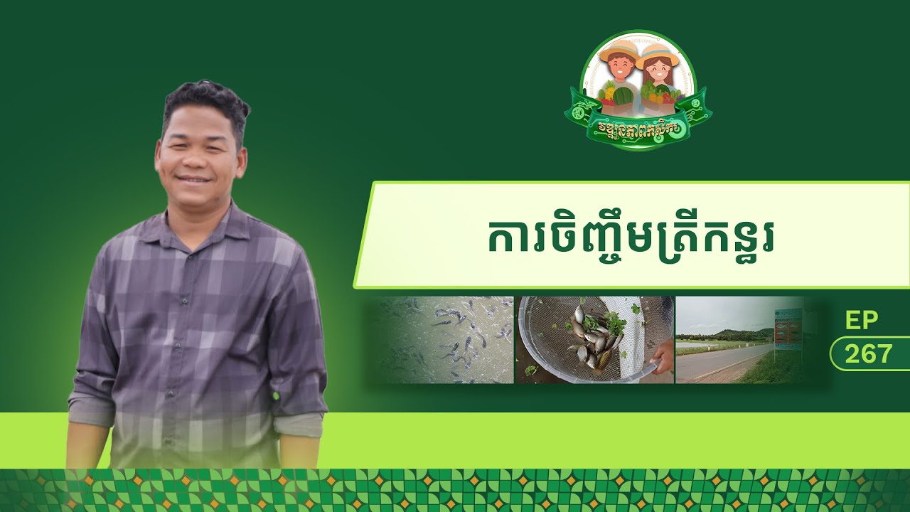កម្មវិធី វឌ្ឍនភាពកសិករ​ ភាគទី២៦៧ ៖ ការចិញ្ចឹមត្រីកន្ធរ