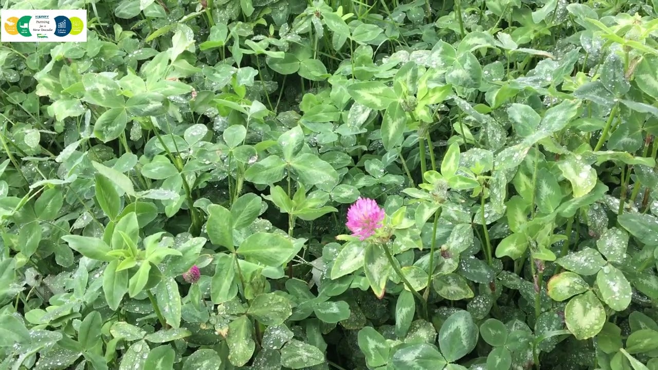 Establishing and maintaining a red clover silage sward