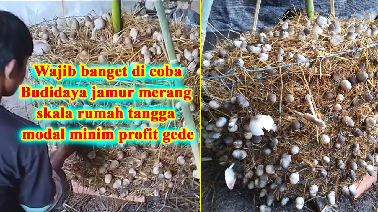 Cara sederhana Budidaya jamur merang media jerami untuk skala rumahan