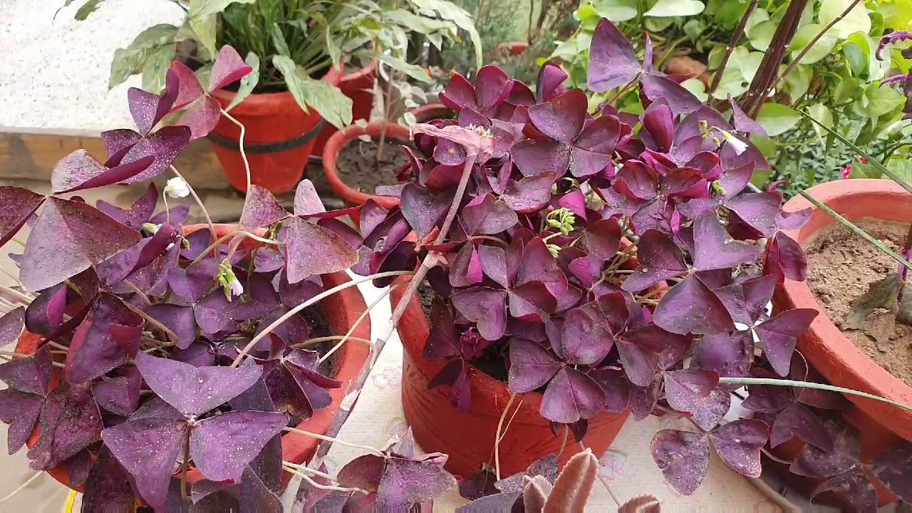 12 plants having Wine/Purple colored foliage giving color to my garden
