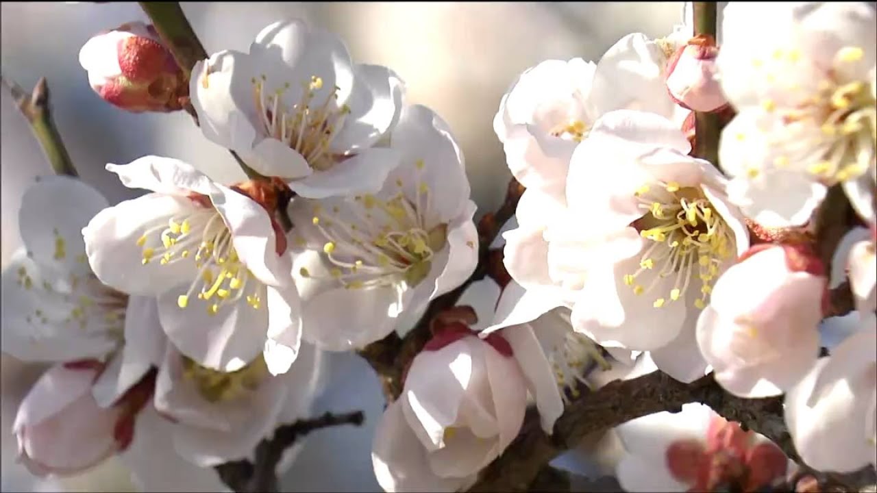 紅白や薄ピンクの花「せんだい農業園芸センター」で“梅を観る会”