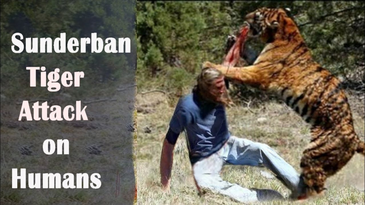 Tiger Attack || Sunderban Tiger Attacks ||  Tiger Attack on Human || Sunderban National park
