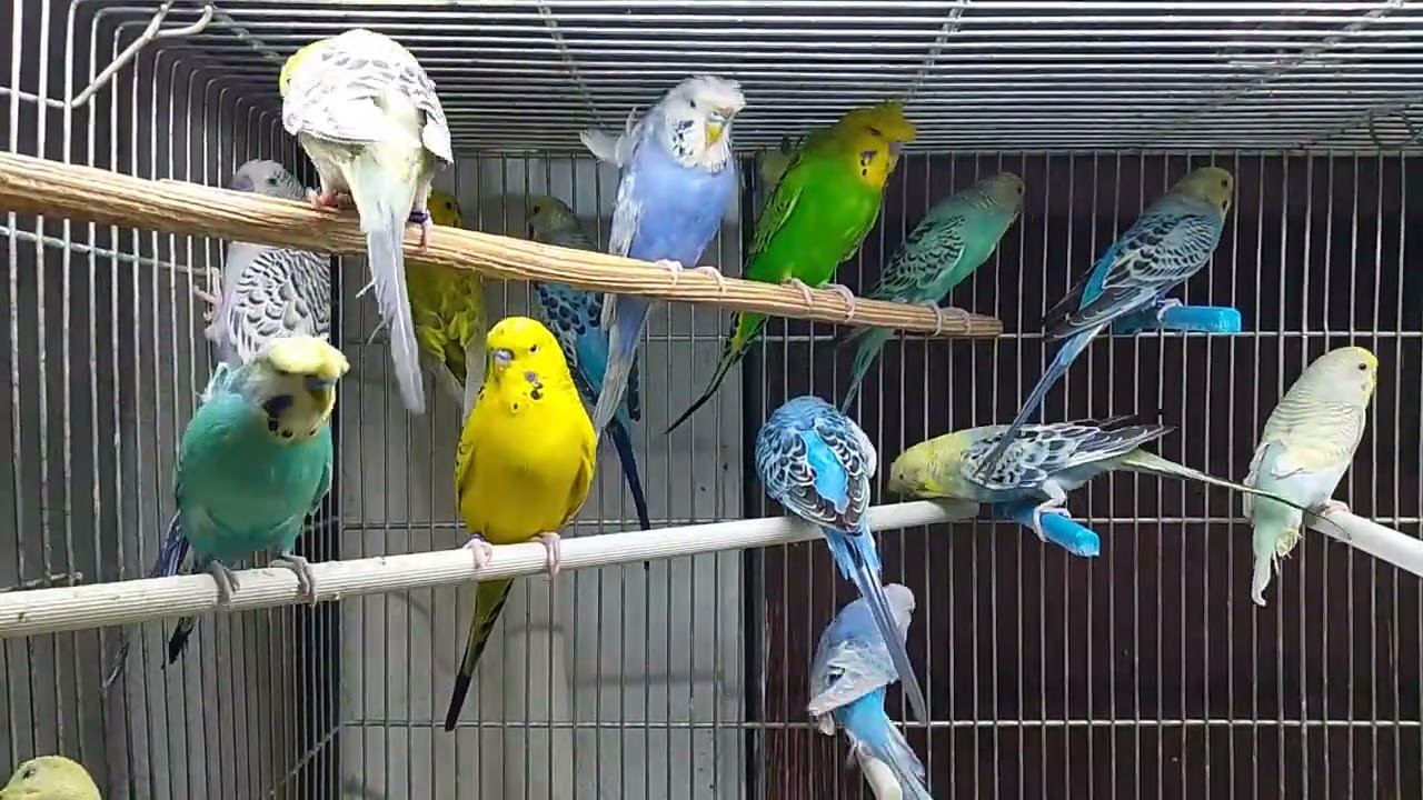 Mis periquitos australianos