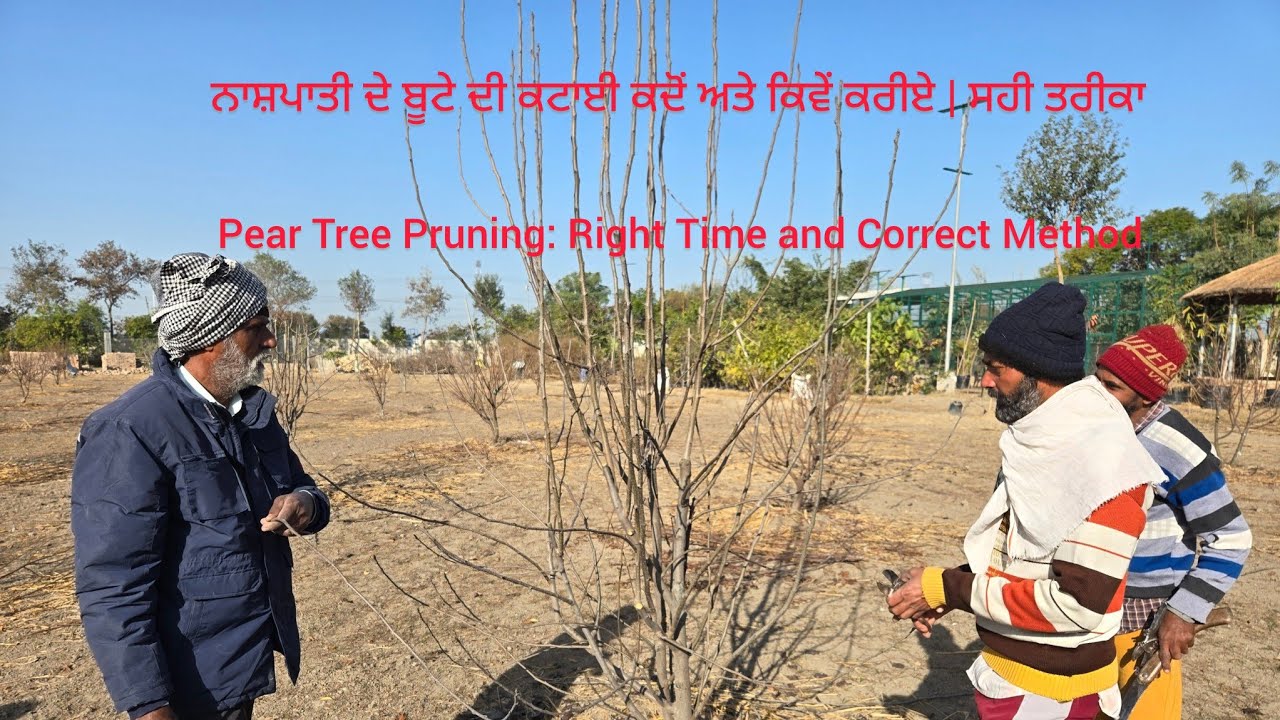 Pear Tree Pruning: Right Time and Correct Method 《Jan.2026》
