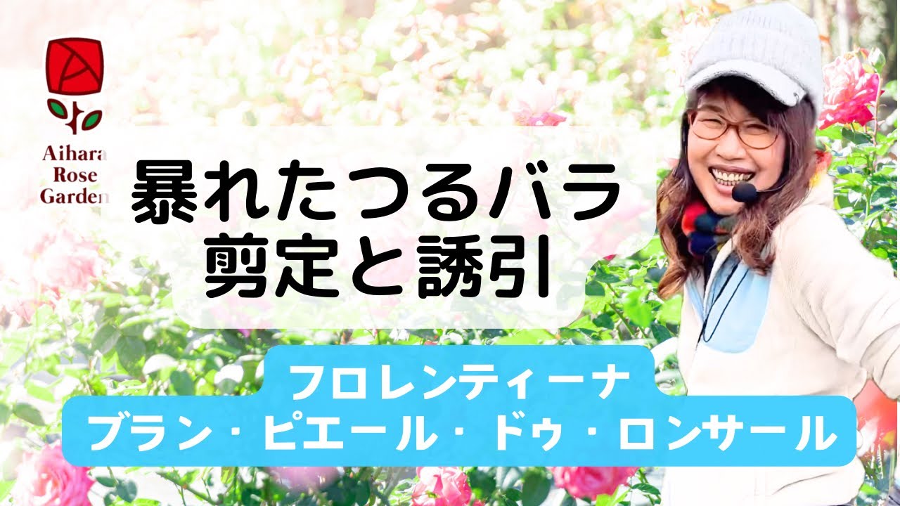 暴れたつるバラを剪定・誘引