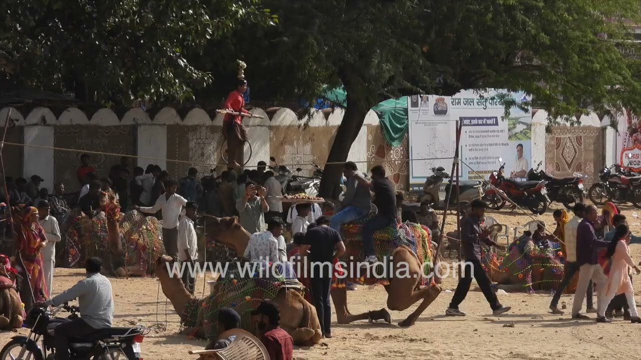 Indian girl tight rope walks over camels : Stunning Balancing Act at Pushkar Mela 2025