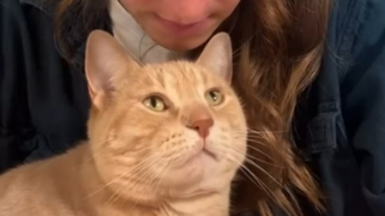 Cat has hilarious reaction when mom starts working
