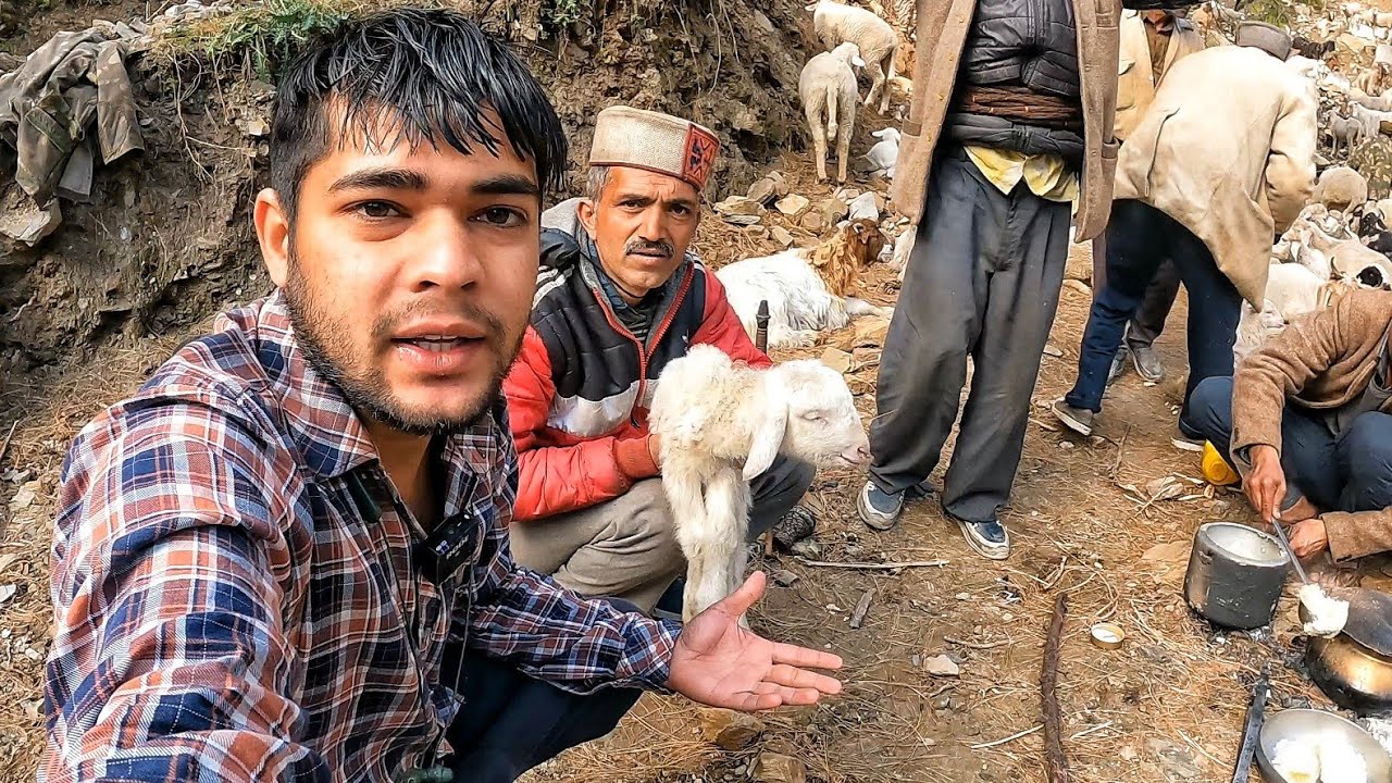 ठंड से मेमने की मौत | A Lamb’s Ending 💔