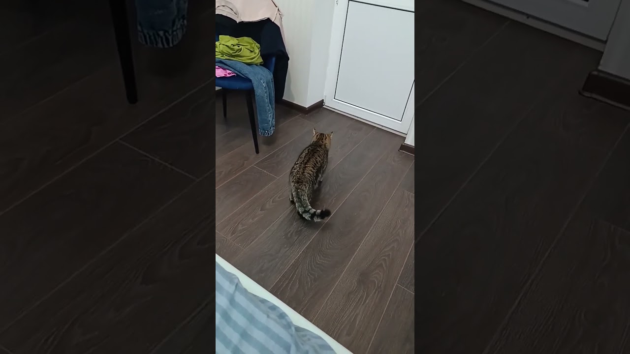 Кошка Камышка ловит муху