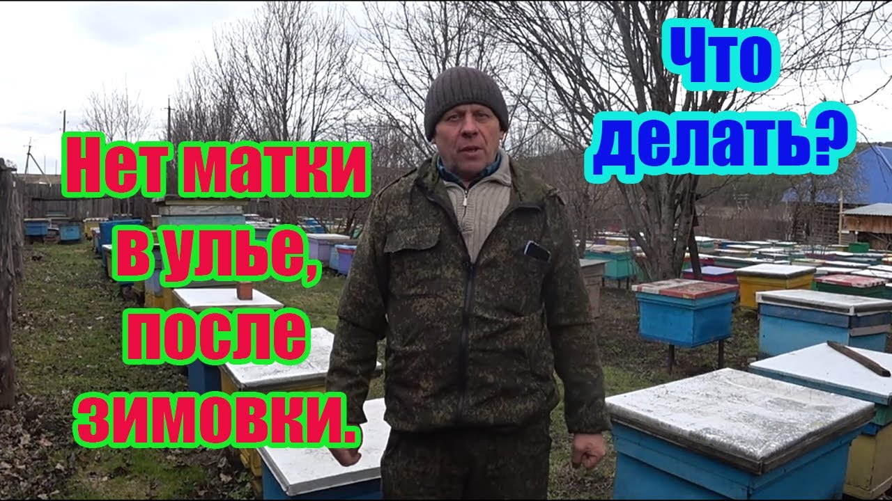 ОШИБКИ НАЧИНАЮЩИХ ПЧЕЛОВОДОВ, НЕТ МАТКИ В СЕМЬЕ ПОСЛЕ ЗИМОВКИ, ЧТО ДЕЛАТЬ?