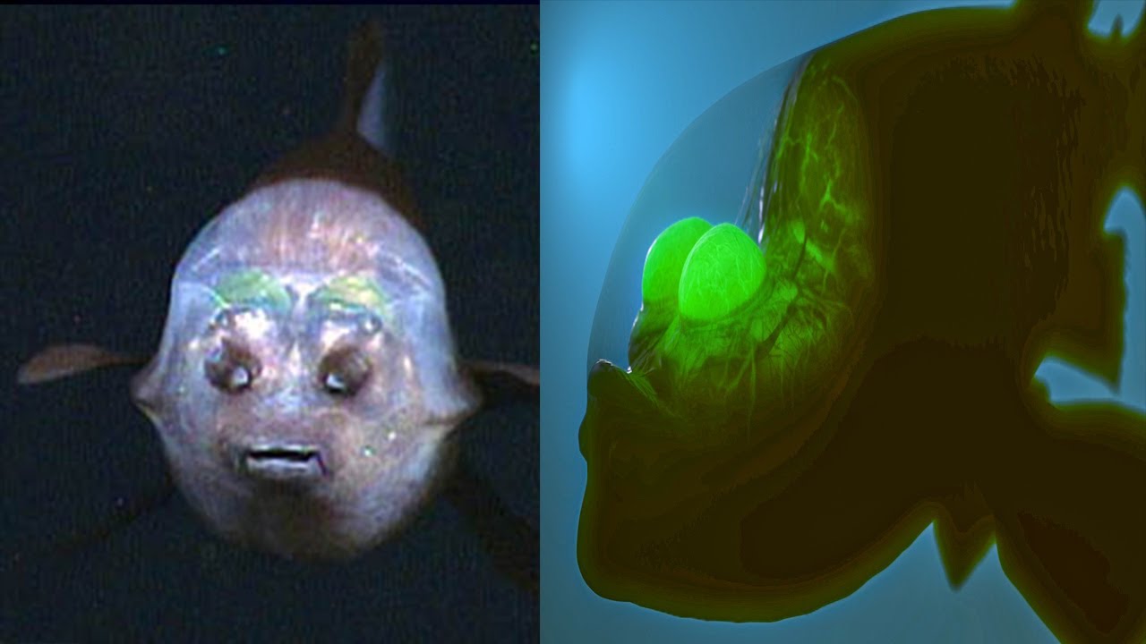15 Mariana Trench Creatures that are SCARY