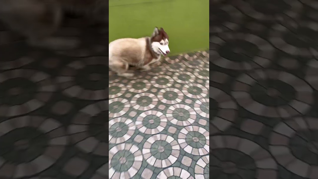 Cute dog playing with mom❤️