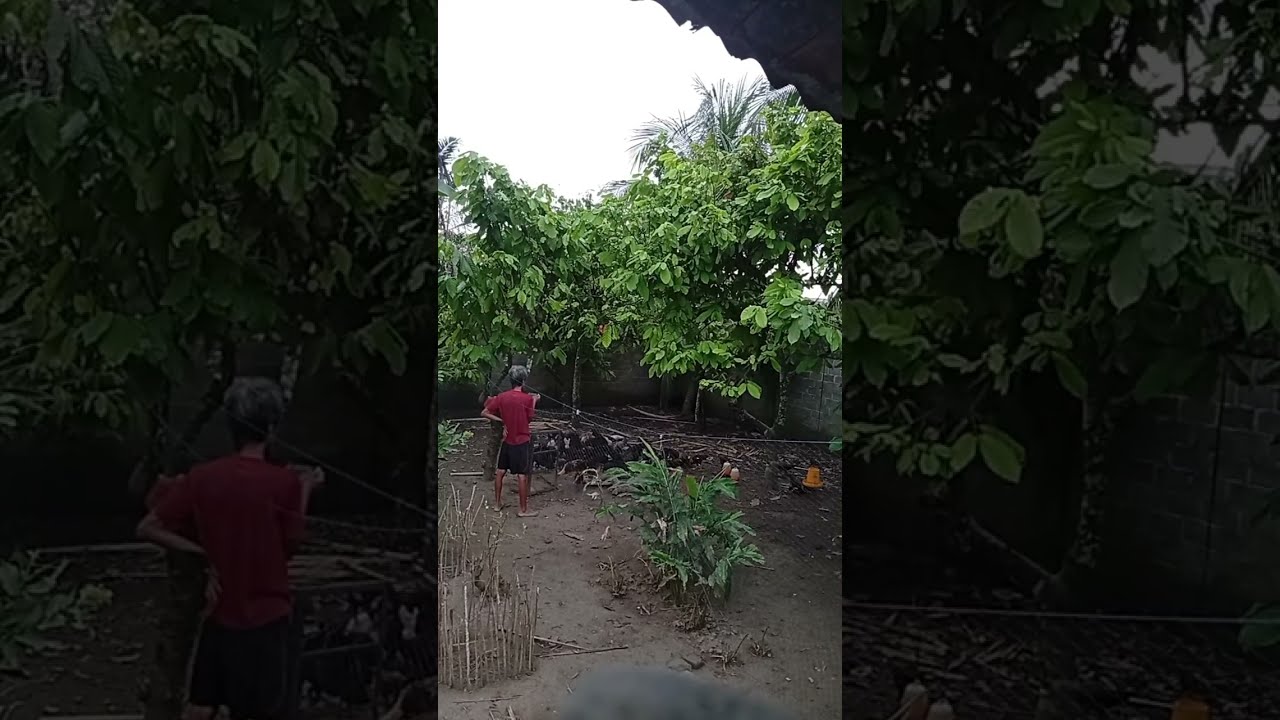 Gelapnya mau ujan lage Partai Korupsi Indonesia  live