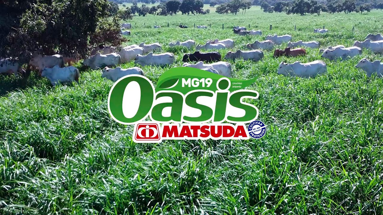 MG19 Oásis: Nutrição e resistência para a pecuária brasileira